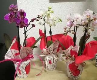 Orquídea Mini 