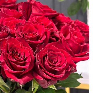 Троянда "Explorer"