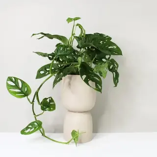 Monstera Adansonii 'Foglia di scimmia'