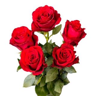 Buket od 5 ruža