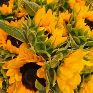 GIRASOLES
