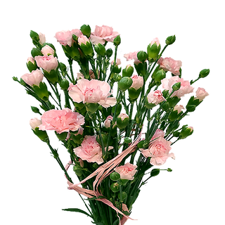 Goździki gałązkowe jasnoróżowe