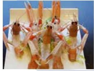 B8 Sashimi di scampo - 2 pezzi