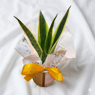 Sansevieria da Sorte