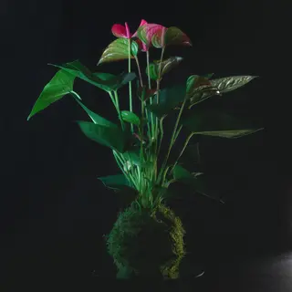 Anthurium Kokedama + base