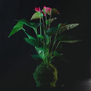 Anthurium Kokedama + base