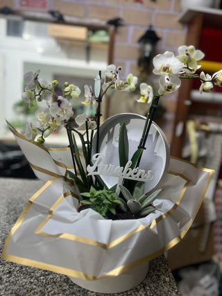 Caixa Com Orquídea e Suculentas