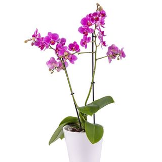 ORQUIDEA ROSADA CON MACETA