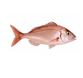 Pageot Breka