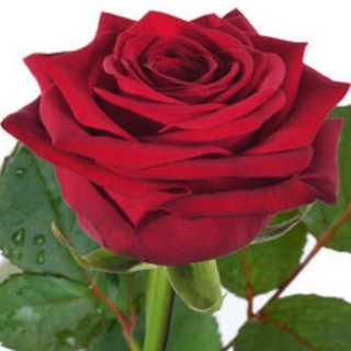 1 czerwona róża PREMIUM