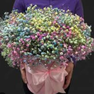 გიფსოფილებია კომპოზიცია