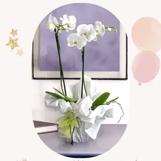 Orchidea bianca
