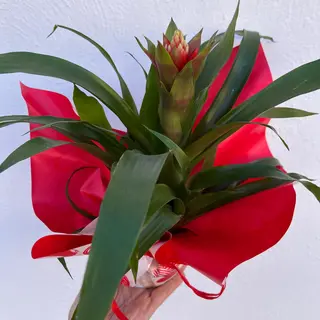 Bromelia Corazón