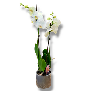 Pianta orchidea bianca extra