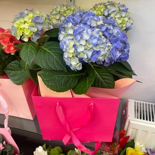 Hortensie albastra sau ce dispune magazinul