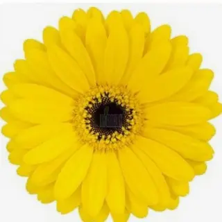 Gerbera amarela