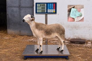 01281817 - 64 Kg