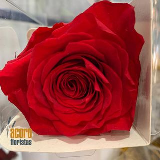Rosa Eterna Rojo 