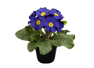 Иглика, Синя