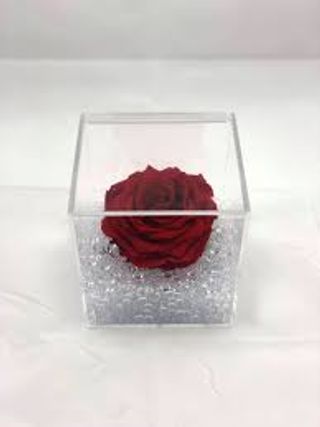 Rosa stabilizzata rossa S