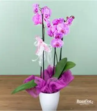Orchidea viola