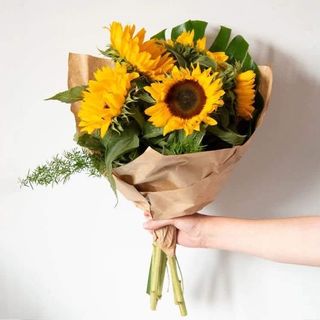 მზესუმზირა ფენიქსი 