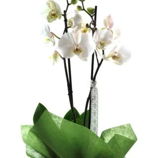 Orquídea Blanca