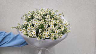 Bukiet Rumianków - M 15 szt.