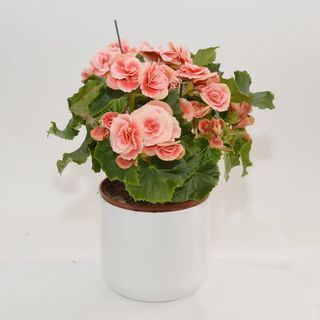 Begonie la ghiveci diverse culori