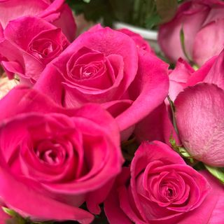 Роза розова(1бр)