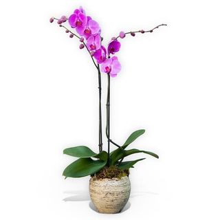 Planta Orquidea Phalaenopsis Rosa