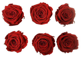 6 Rose stabilizzate 