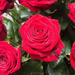 7 Rose Rosse Extra, stelo 80 cm di prima qualità