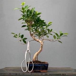 Bonsái Ficus BonsaiGranada Foto Genérica 6 años