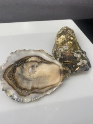 Ostras Gillardeau (6 Uds.)