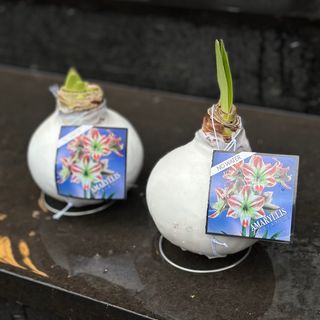 Амариліс, штука