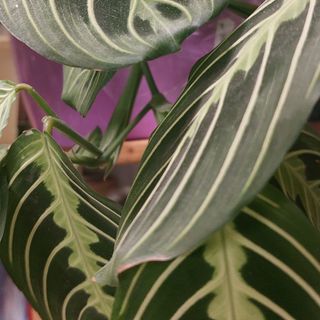 Pianta verde ornamentale e particolare per sviluppo rami