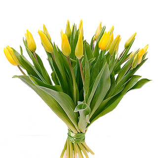 Bukiet z 15 szt tulipanów żółtych