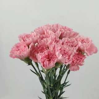 10 Stems Pink Carnation Bunch