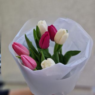 Тюльпан 7 шт