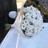 15 гілок білої ромашки у пакуванні