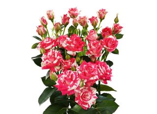 3 Спрей рози, розово-бели