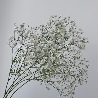 Гіпсофіл білий , 1 шт. 