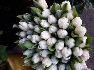 10 Pezzi tulipani bianchi