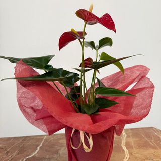 Anthurium
