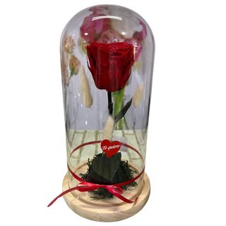 Cupula con rosa roja preservada