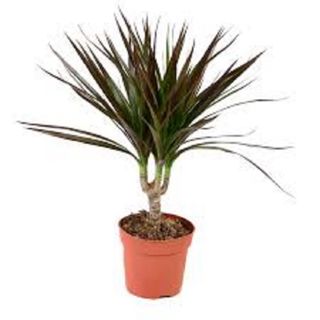 Dracena 