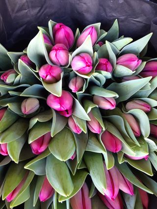 20 tulipani fuchsia extra bouquet 
