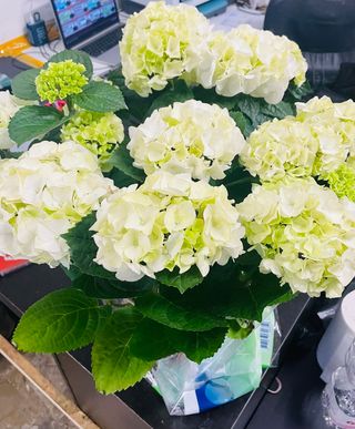 pianta ortensia bianca