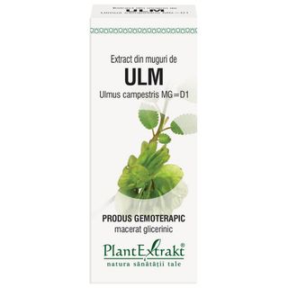 Extract din muguri de ulm (ULMUS CAMPESTRIS)